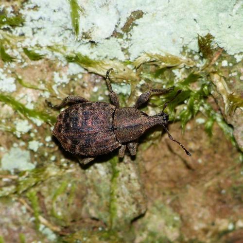Tropiphorus elevatus